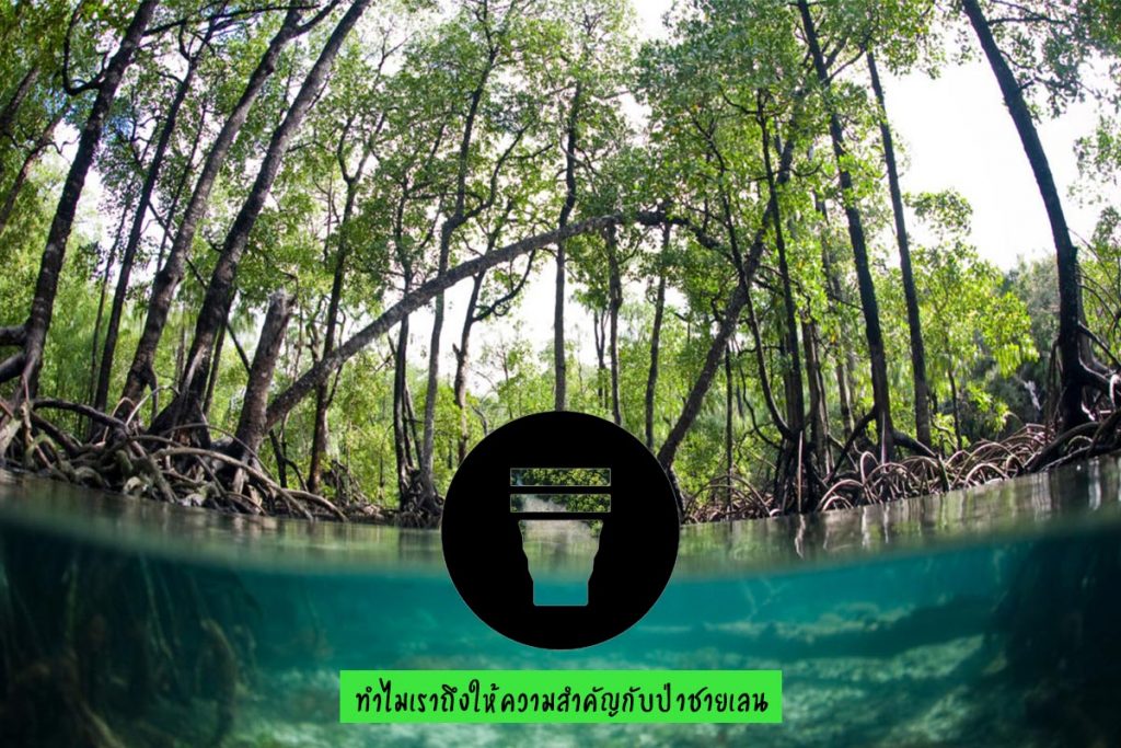 การปลูกป่าชายเลน